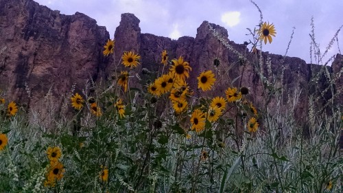 Sunflowers