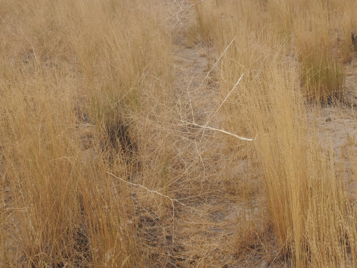 tumbleweeds