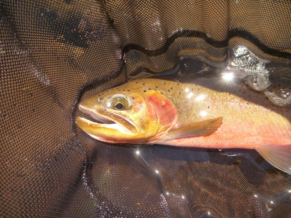 Bushi Furled Tenkara Line — DRAGONtail Tenkara